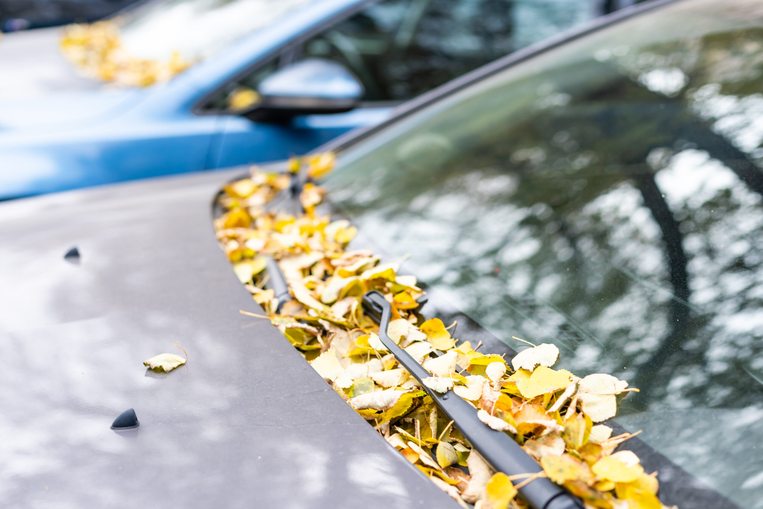 fallen leaves
